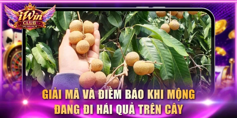 Giải mã và điềm báo khi mộng đang đi hái quả trên cây